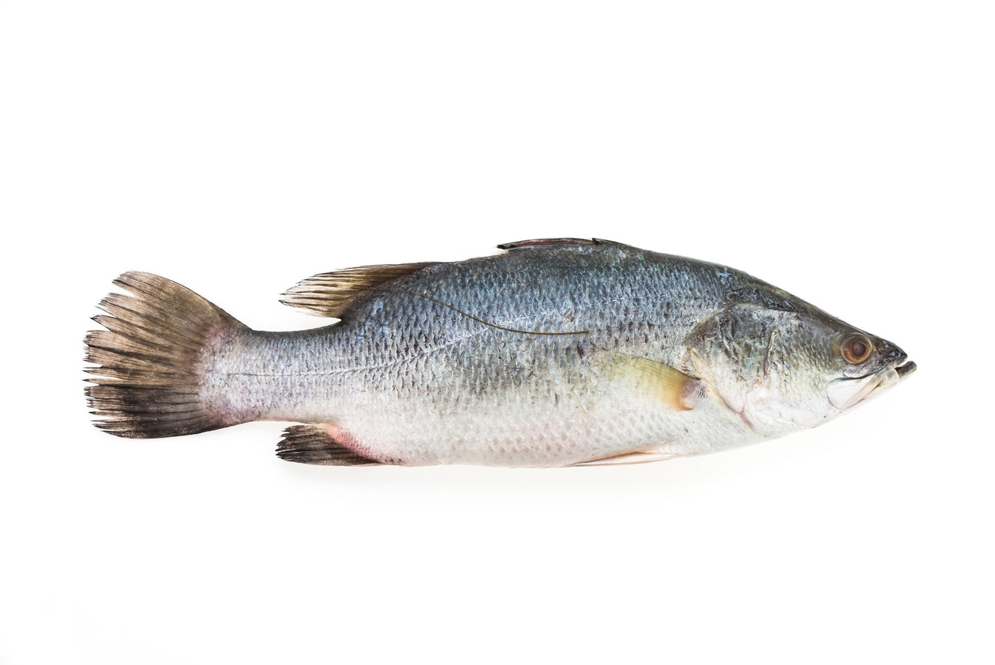 Sea Bass 500g - 600g