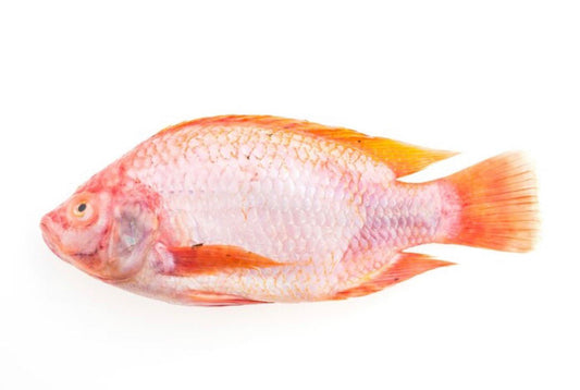 Red Snapper 500g-600g
